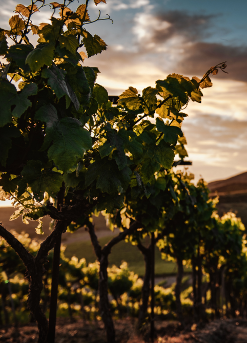 Grape bushes